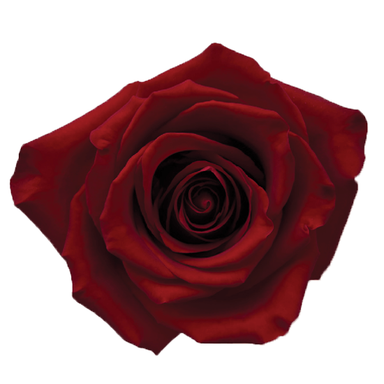 Impressive looking Ecuadorian roses