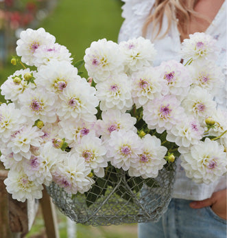 Special Offers Flowers British Dahlias Multiple Varieties