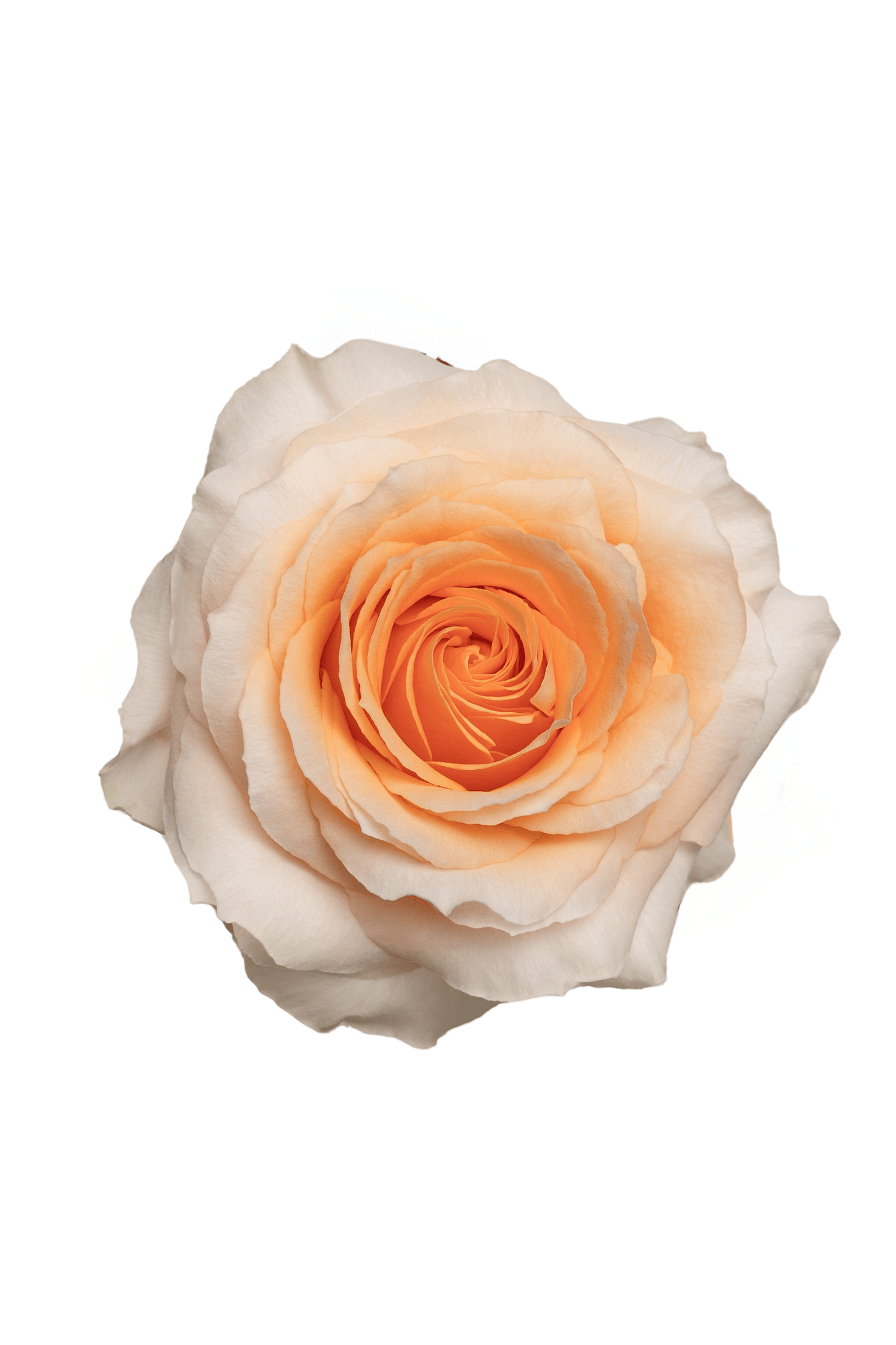 Rose Peach Felicity Royal Flowers