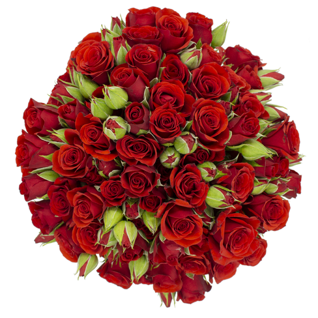 Outstanding Ecuadorian Spray Roses from a specialist Spray Rose farm