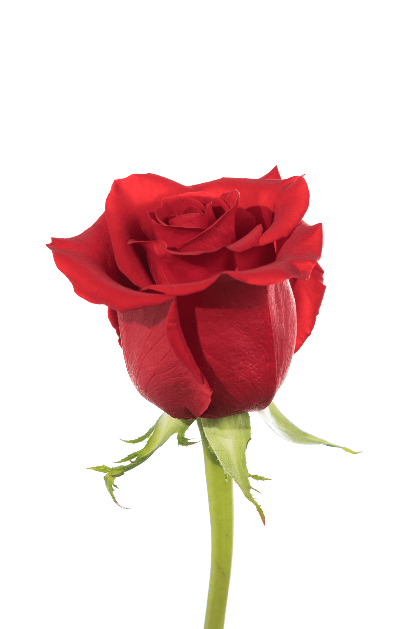 Rose Red Freedom Royal Flowers