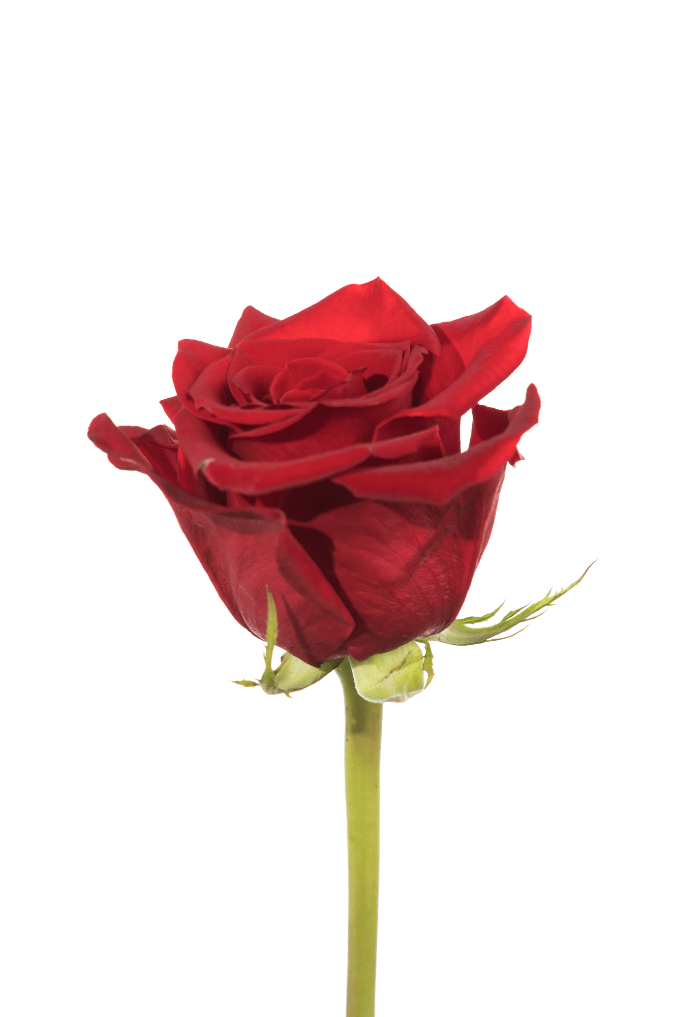 Rose Red Freedom Royal Flowers