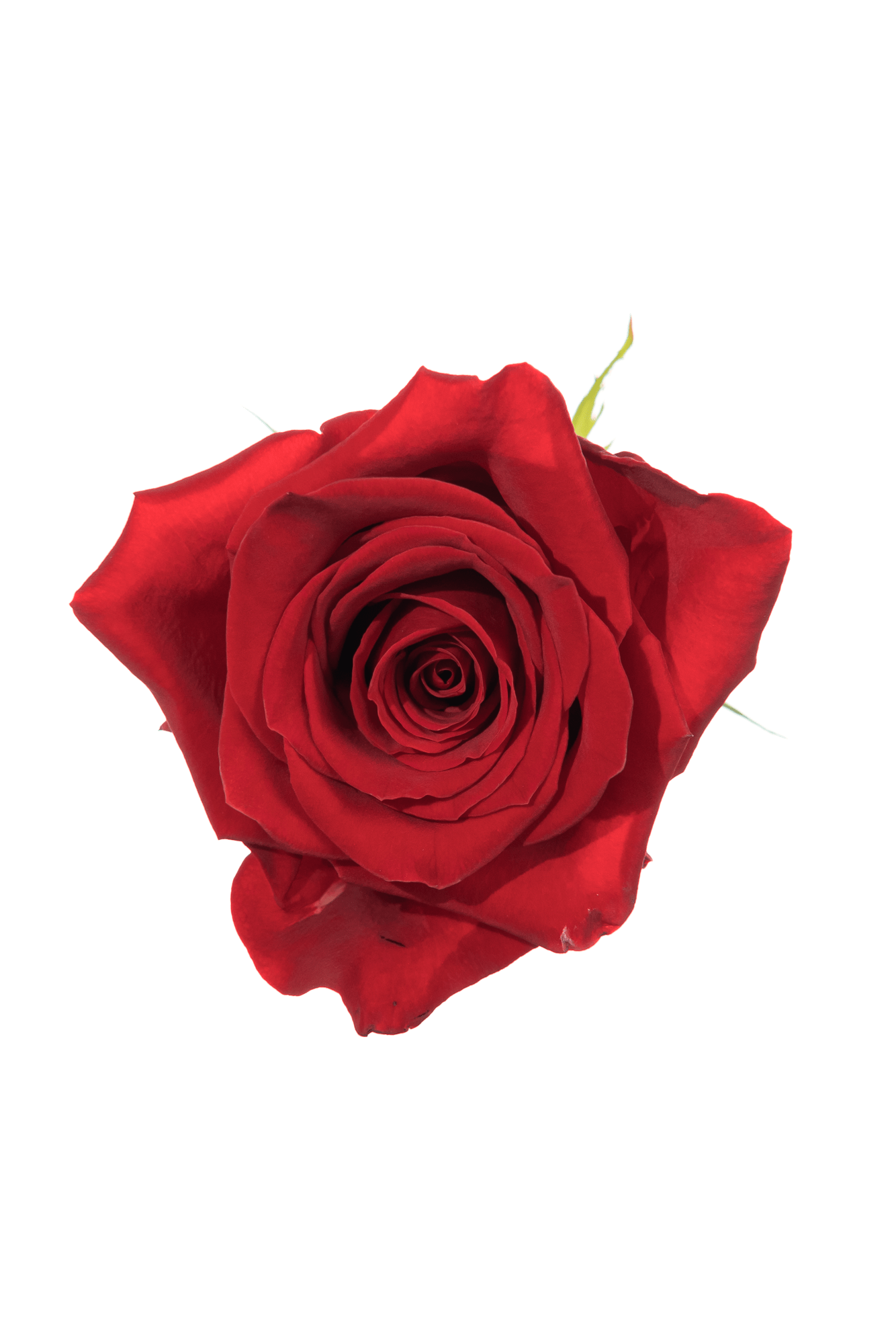 Rose Red Freedom Royal Flowers