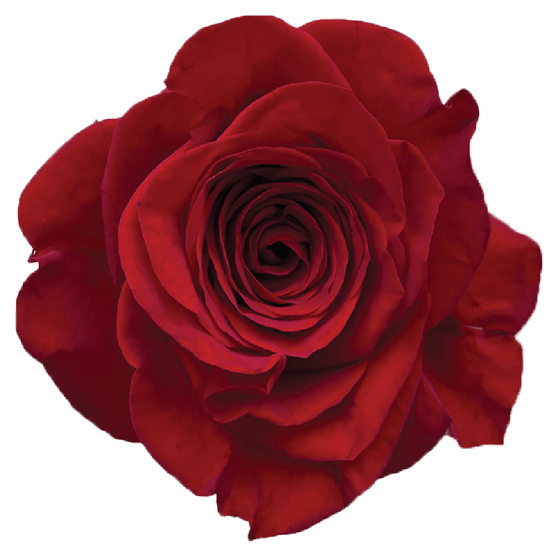 Impressive looking Ecuadorian roses