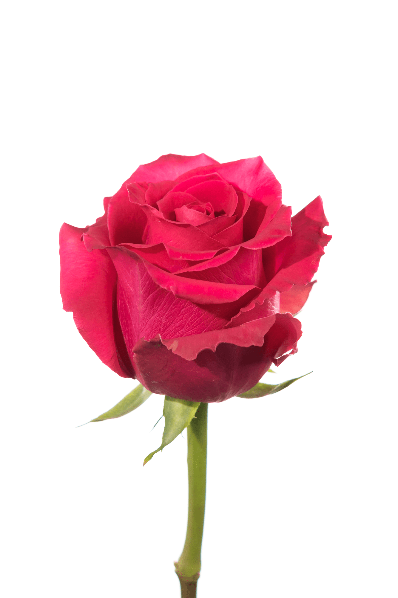 Rose Cerise Full Monty Royal Flowers