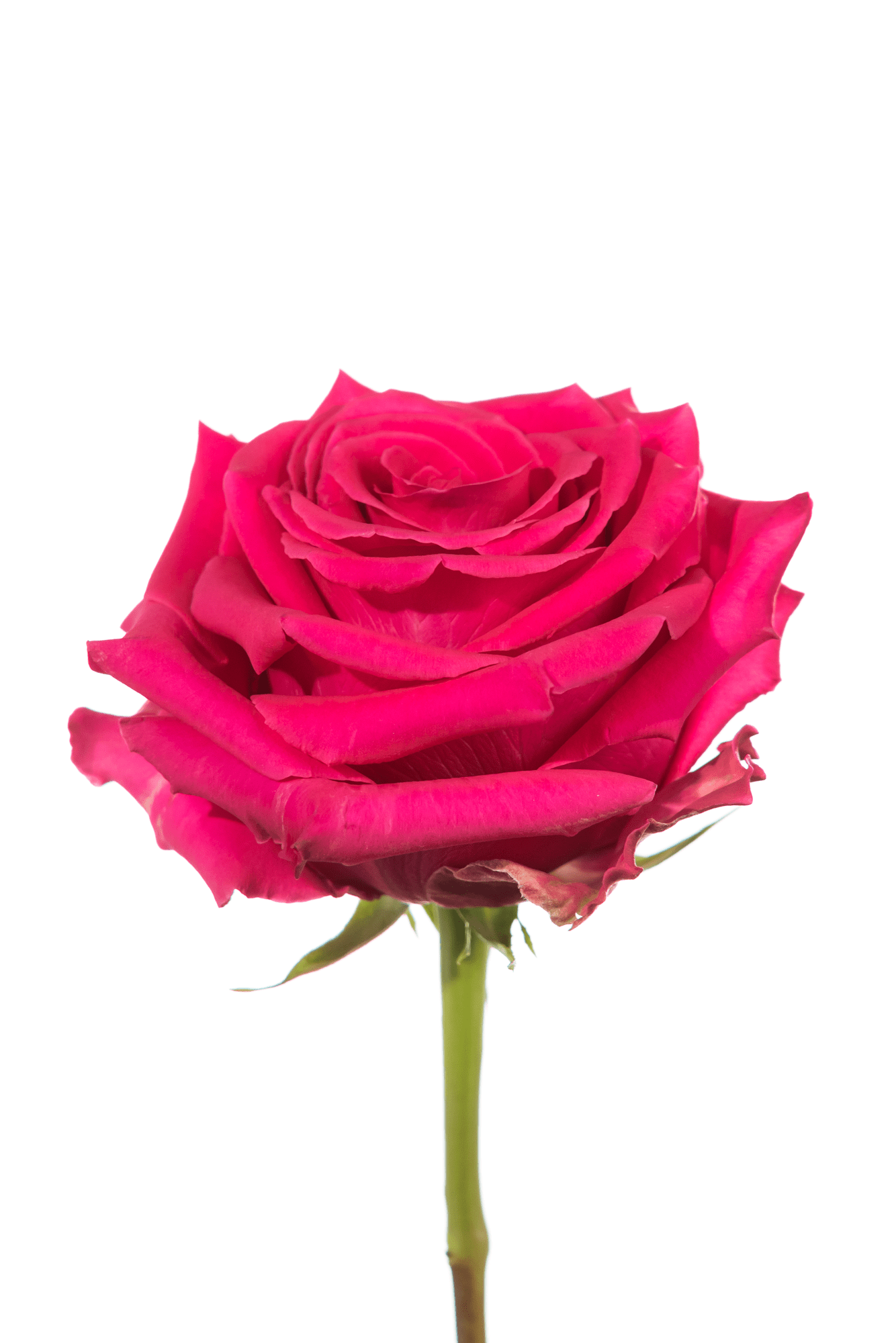 Rose Cerise Full Monty Royal Flowers