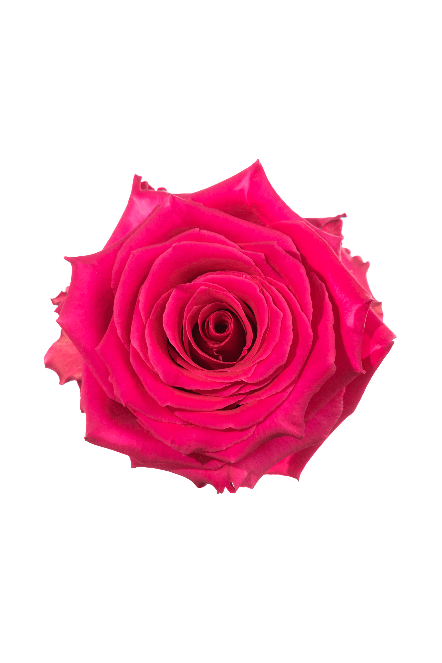 Rose Cerise Full Monty Royal Flowers