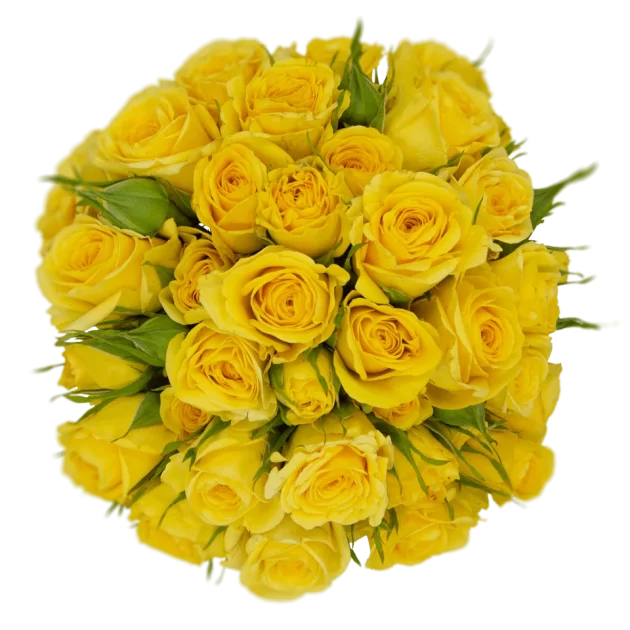Outstanding Ecuadorian Spray Roses from a specialist Spray Rose farm