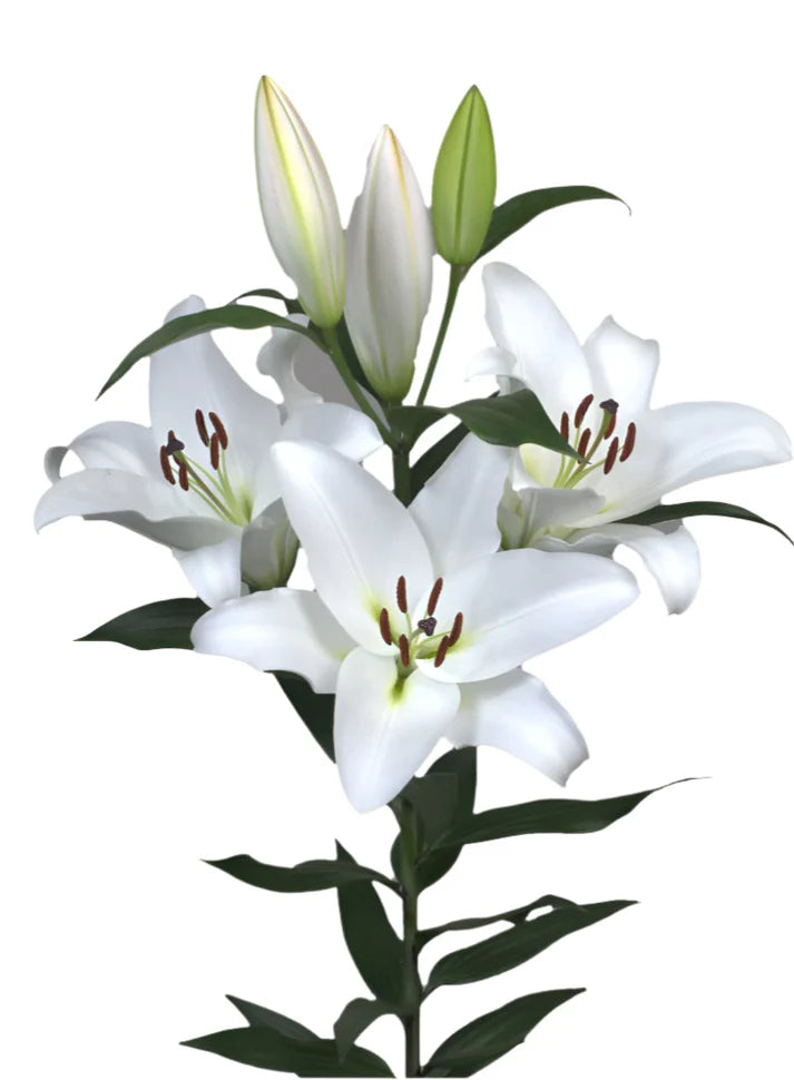 Special Offers Flowers British Oriental Lilies Multicolor by Poplar