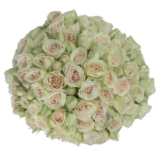 Outstanding Ecuadorian Spray Roses from a specialist Spray Rose farm