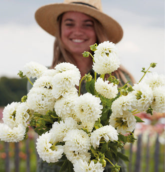 Special Offers Flowers British Dahlias Multiple Varieties