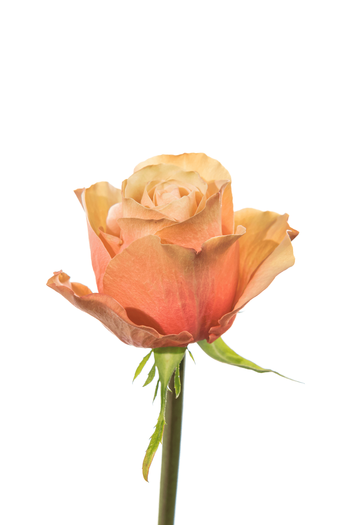 Rose Peach Kahala Royal Flowers