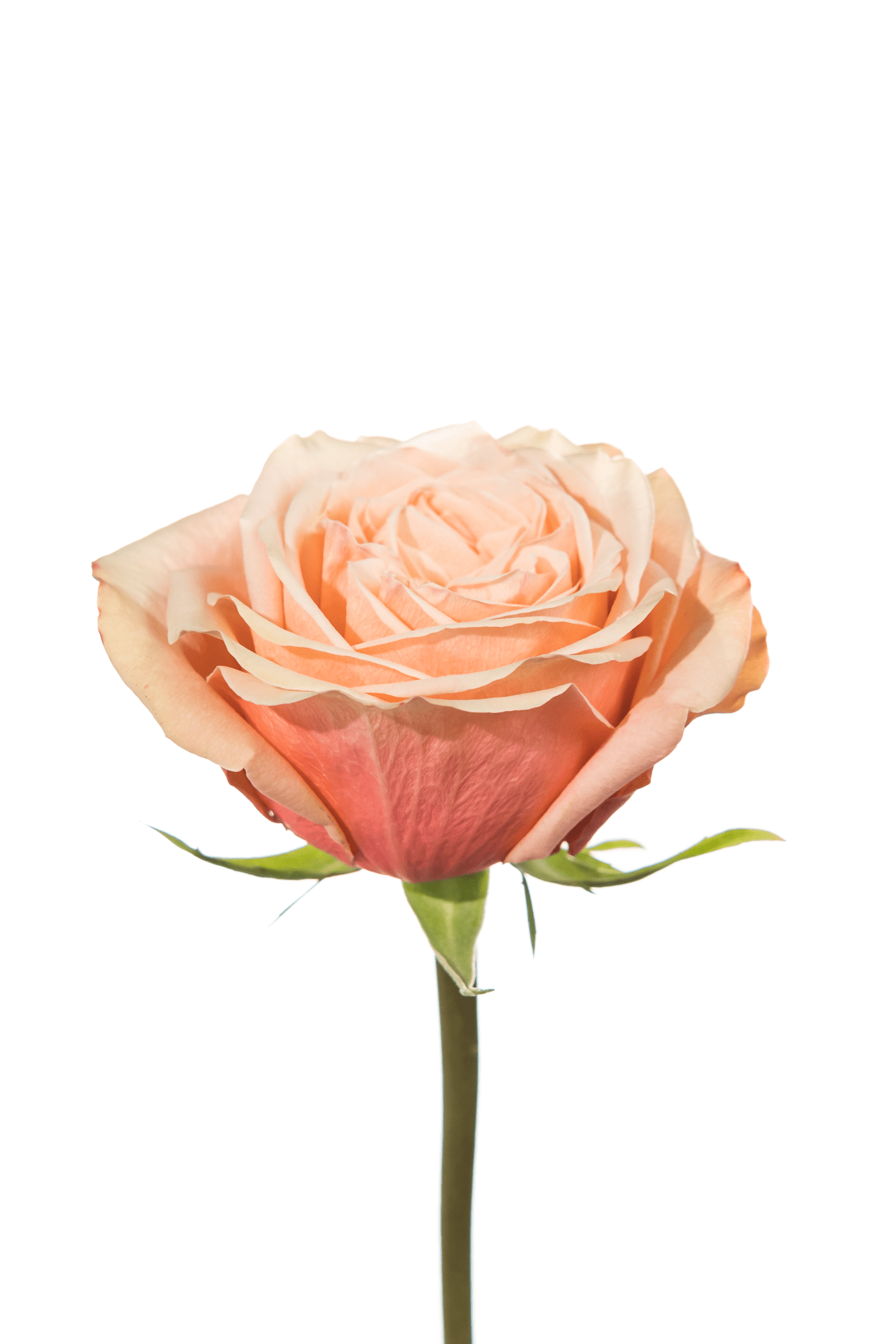 Rose Peach Kahala Royal Flowers