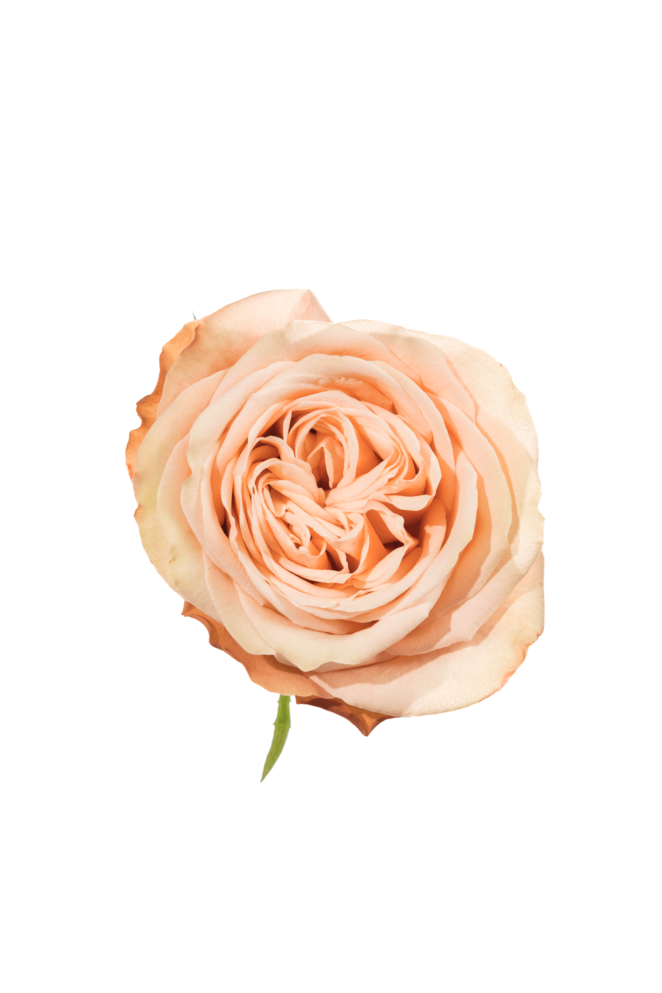 Rose Peach Kahala Royal Flowers