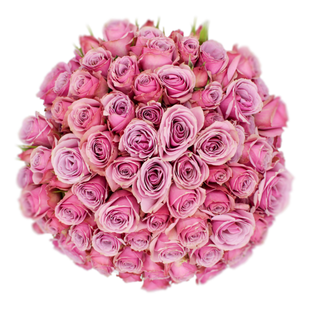 Outstanding Ecuadorian Spray Roses from a specialist Spray Rose farm
