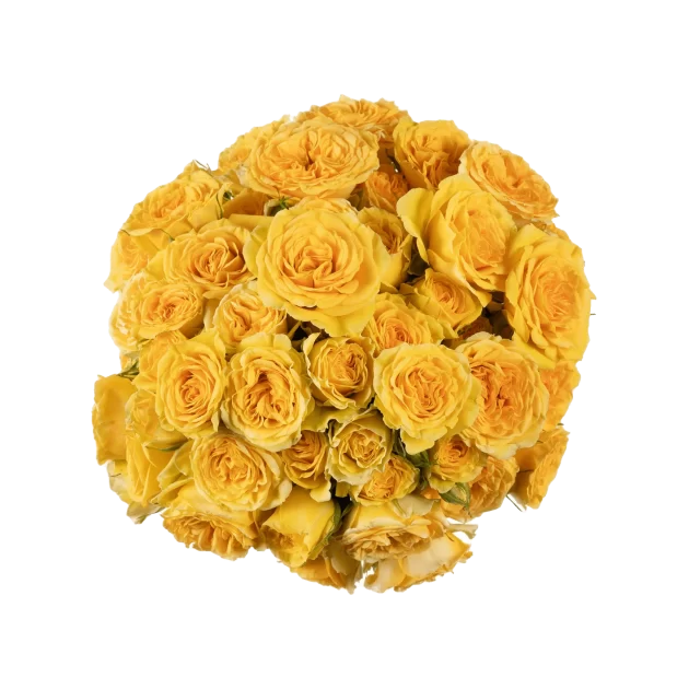Outstanding Ecuadorian Spray Roses from a specialist Spray Rose farm