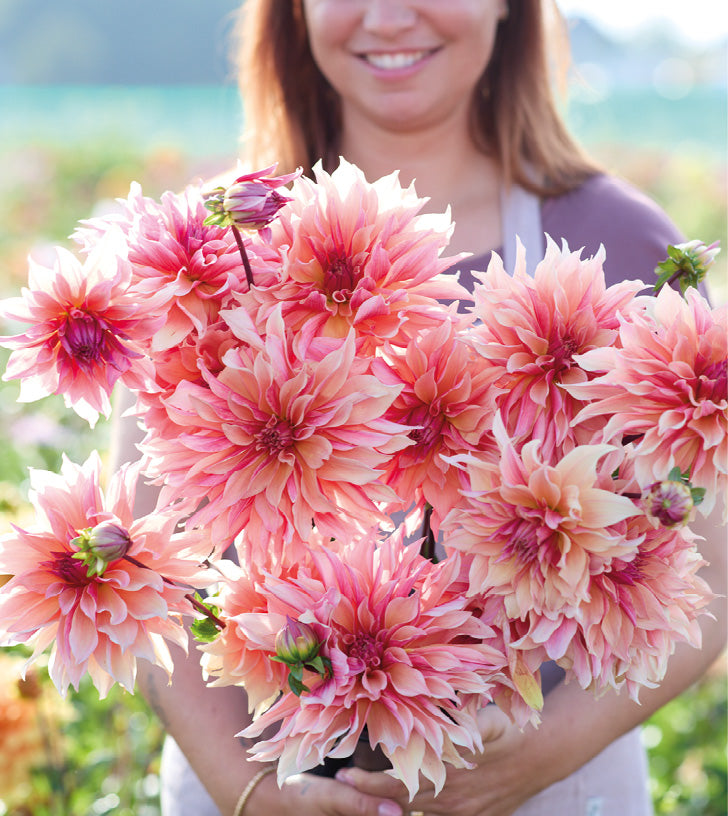 Stunning Dahlias
