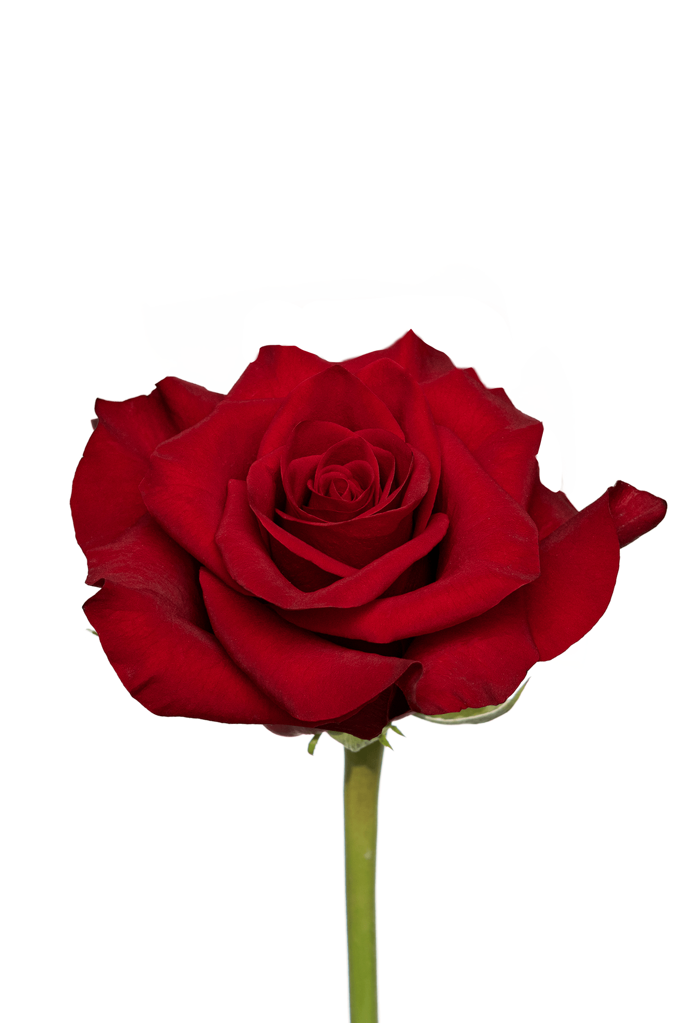 Rose Red Mamma Mia Royal Flowers