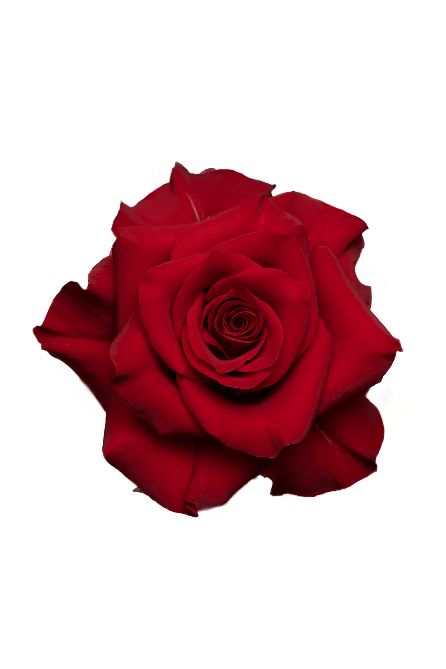 Rose Red Mamma Mia Royal Flowers