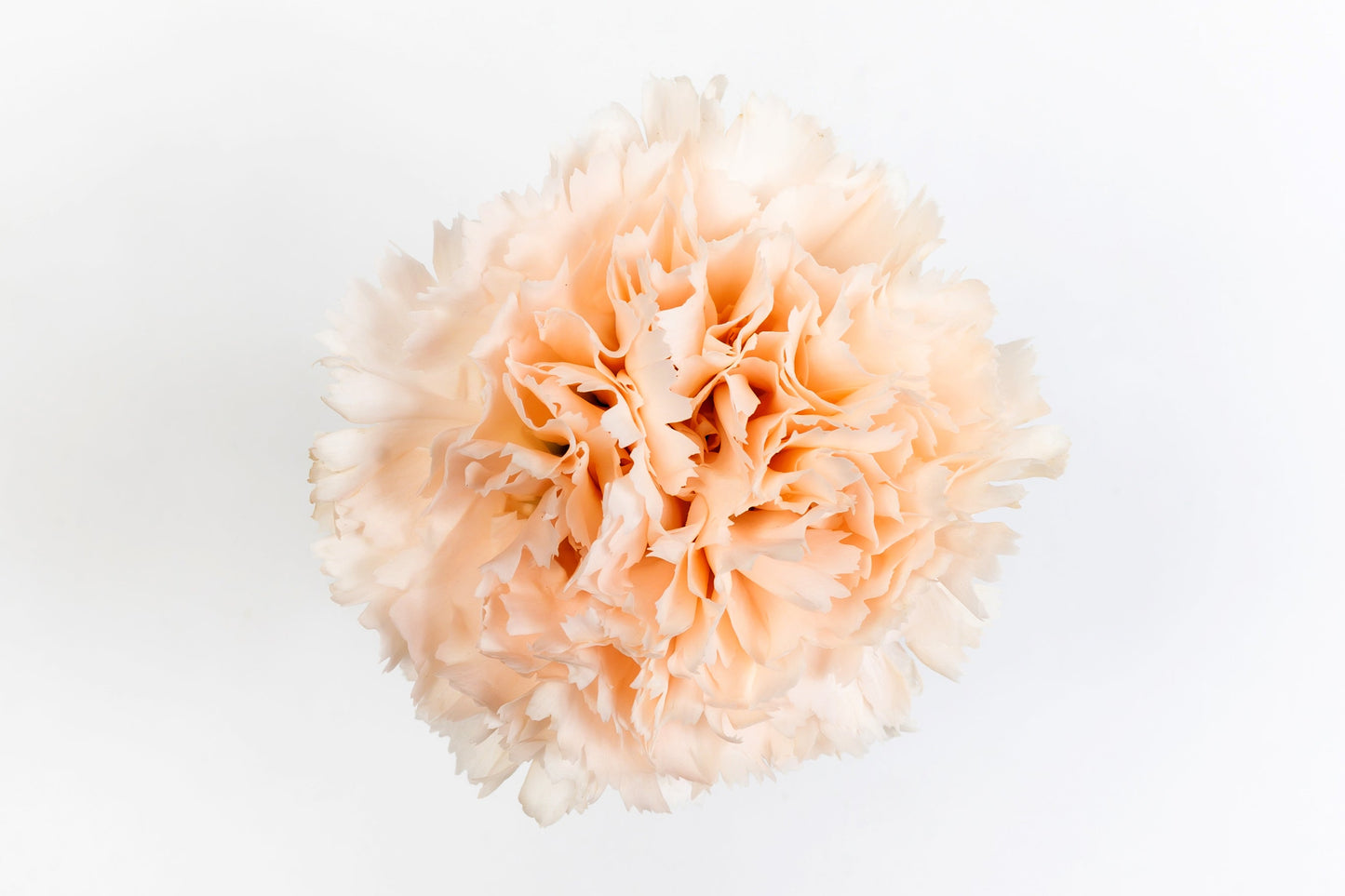 Carnation Fancy Champagne Brut Luisiana Colombia