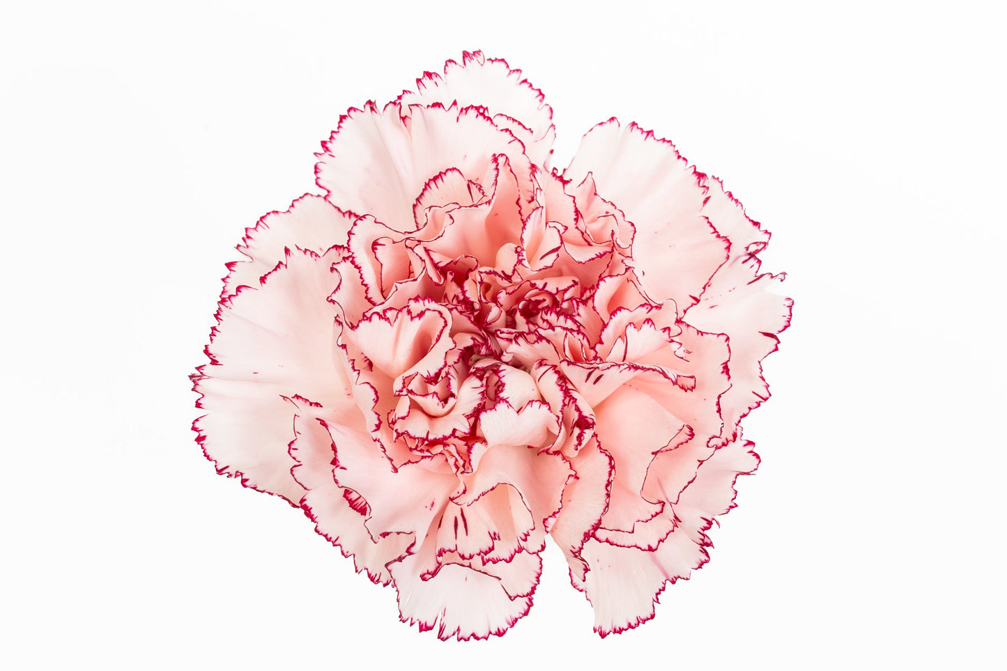 Carnation Fancy Bi Purple Mariposa Luisiana Colombia