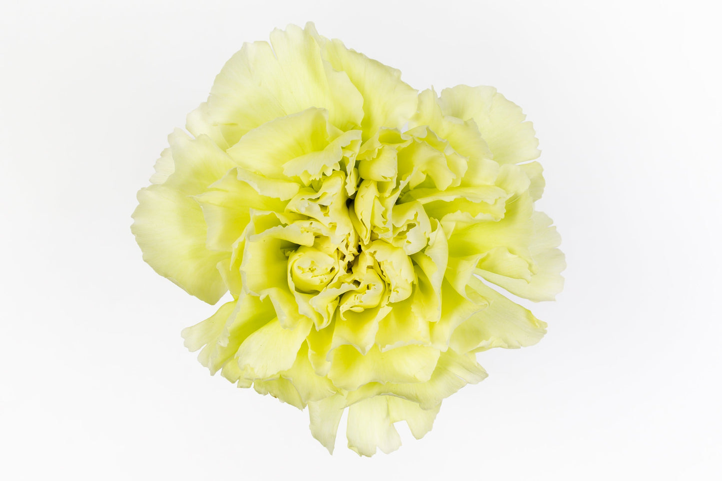 Carnation Fancy Green Prado Mint Luisiana Colombia