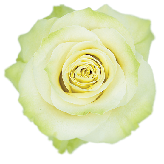 Impressive looking Ecuadorian roses