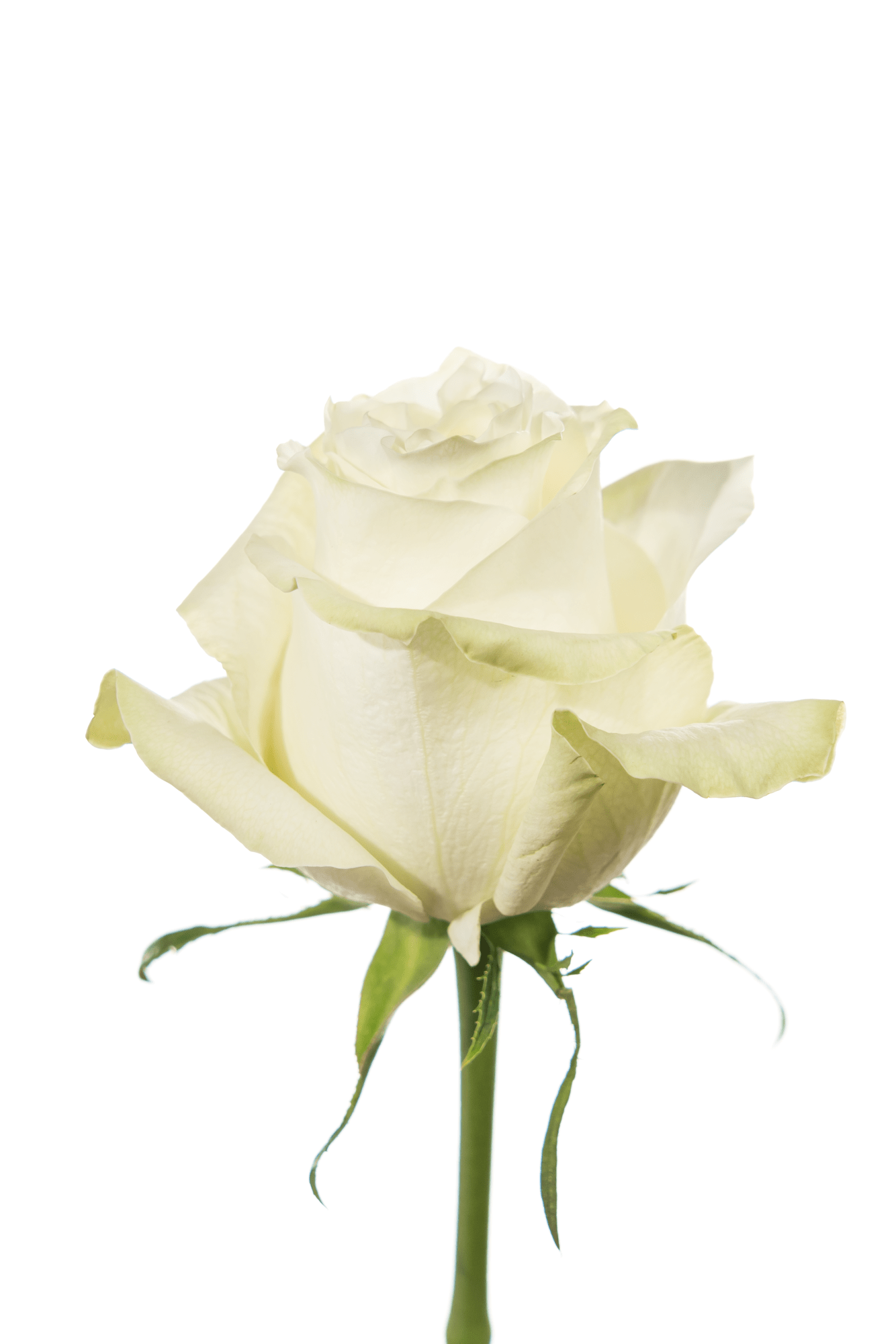 Rose White White Moonstone Royal Flowers