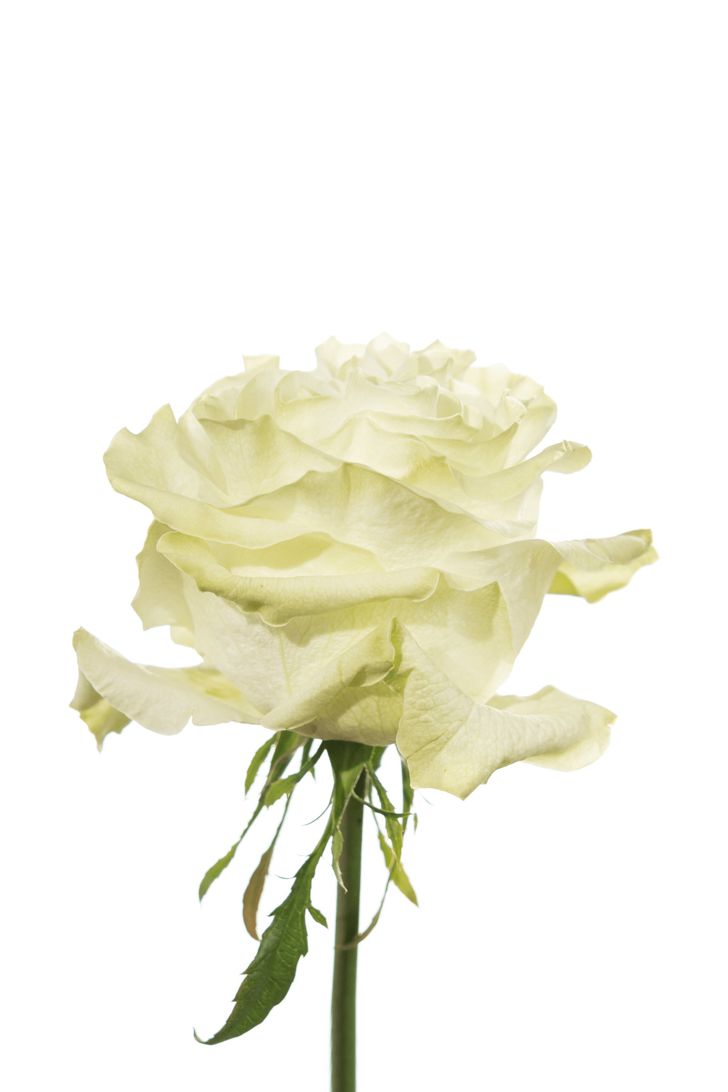 Rose White White Moonstone Royal Flowers