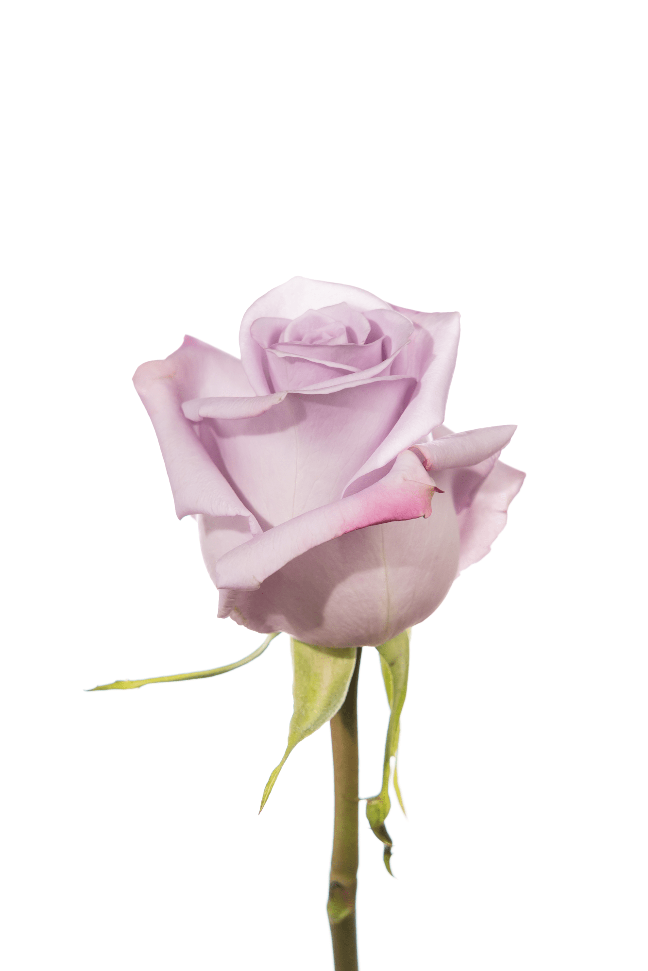 Rose Lavender Ocean Song Royal Flowers