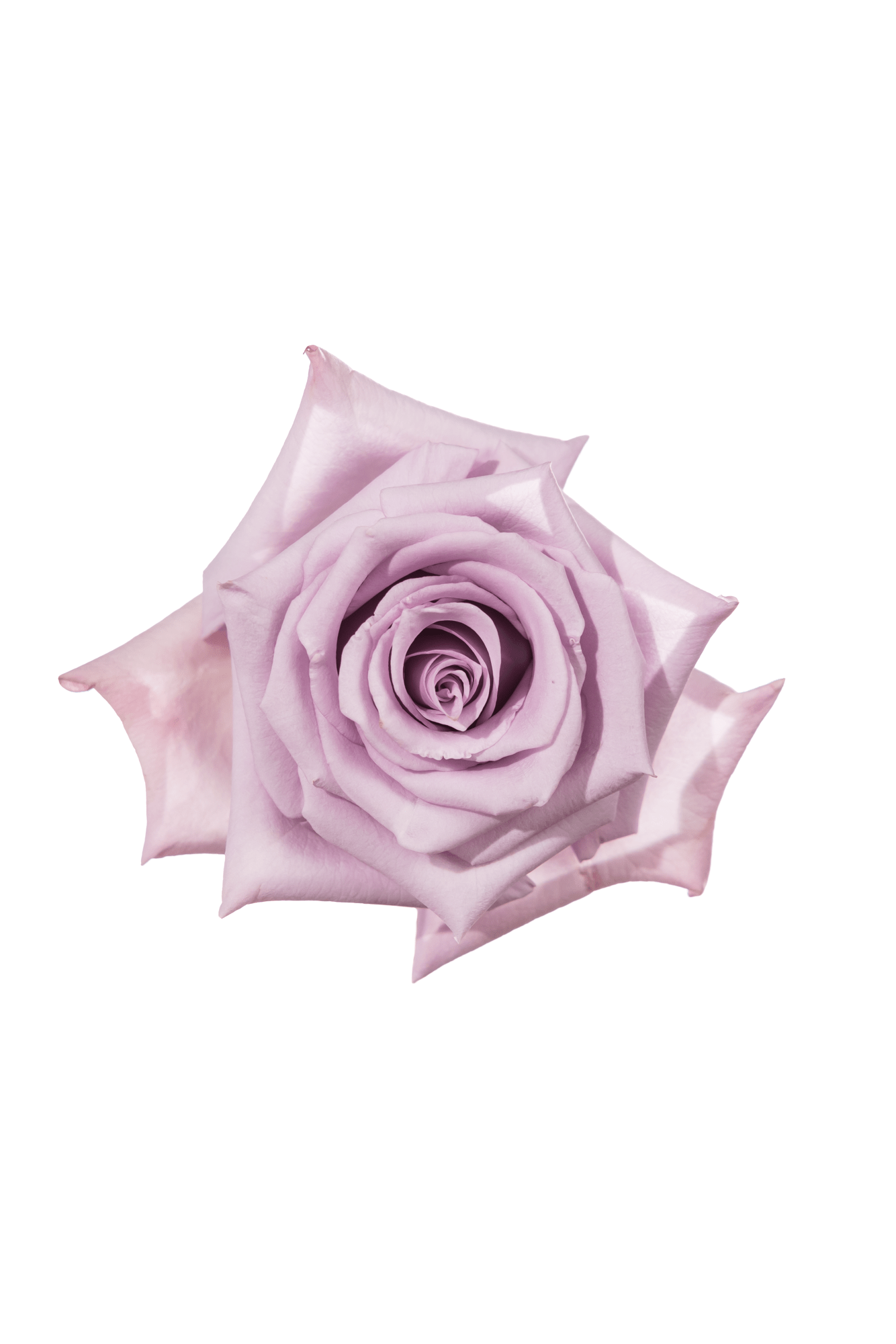 Rose Lavender Ocean Song Royal Flowers