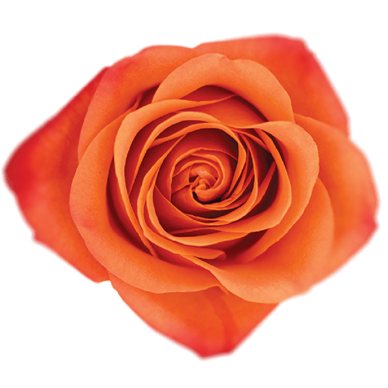 Impressive looking Ecuadorian roses