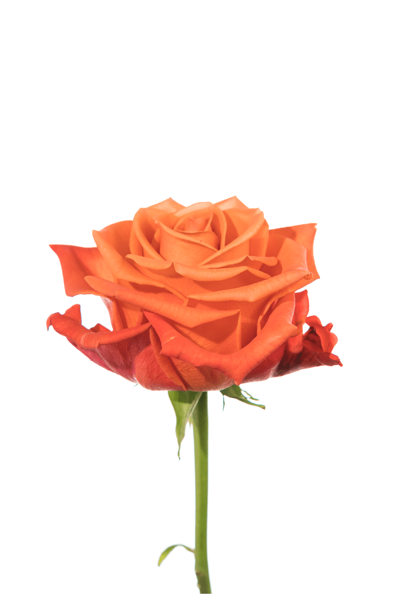 Rose Orange Orange Crush Royal Flowers