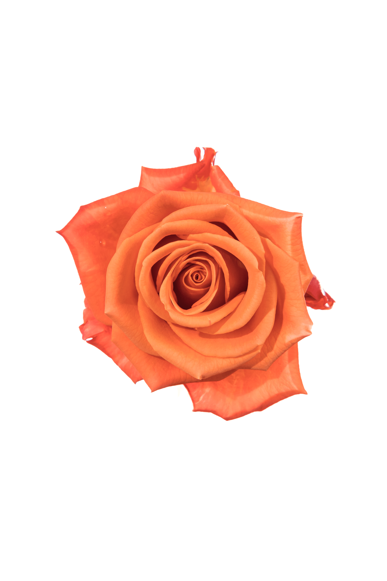 Rose Orange Orange Crush Royal Flowers
