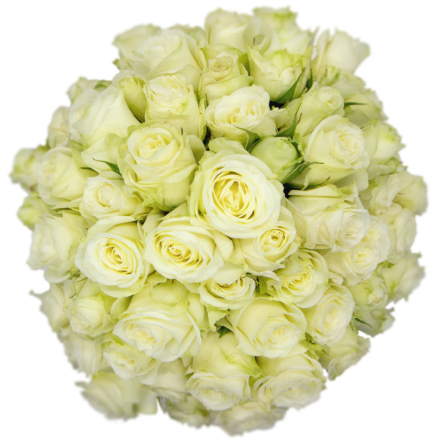 Outstanding Ecuadorian Spray Roses from a specialist Spray Rose farm