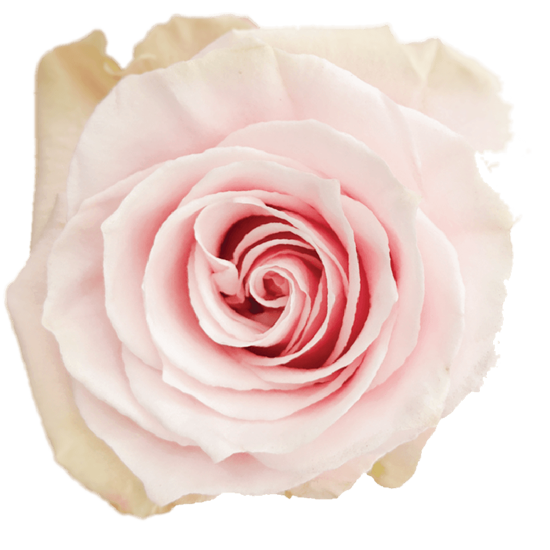 Impressive looking Colombian roses