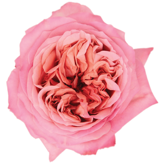 Impressive looking Ecuadorian roses