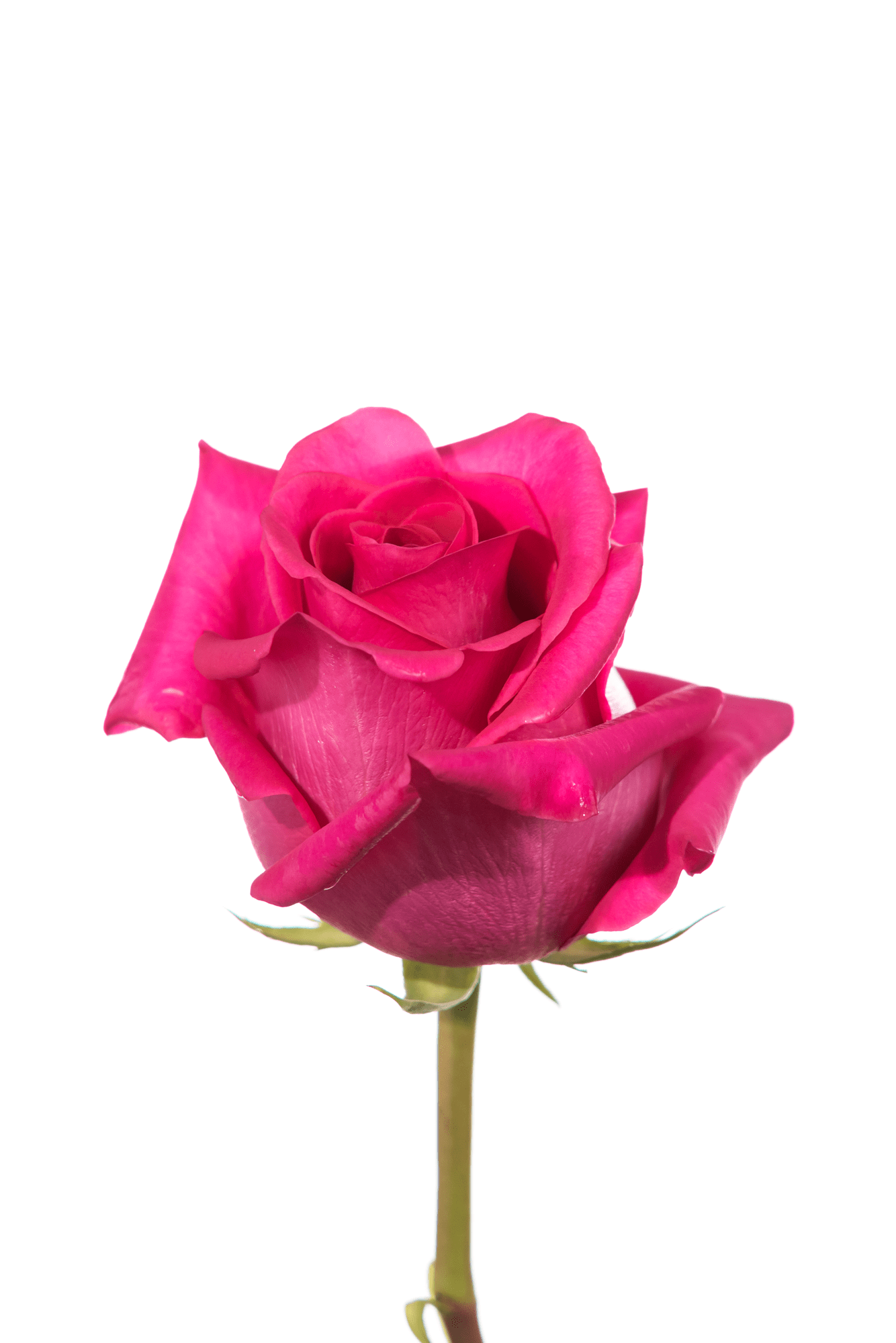 Rose Cerise Pink Floyd Royal Flowers