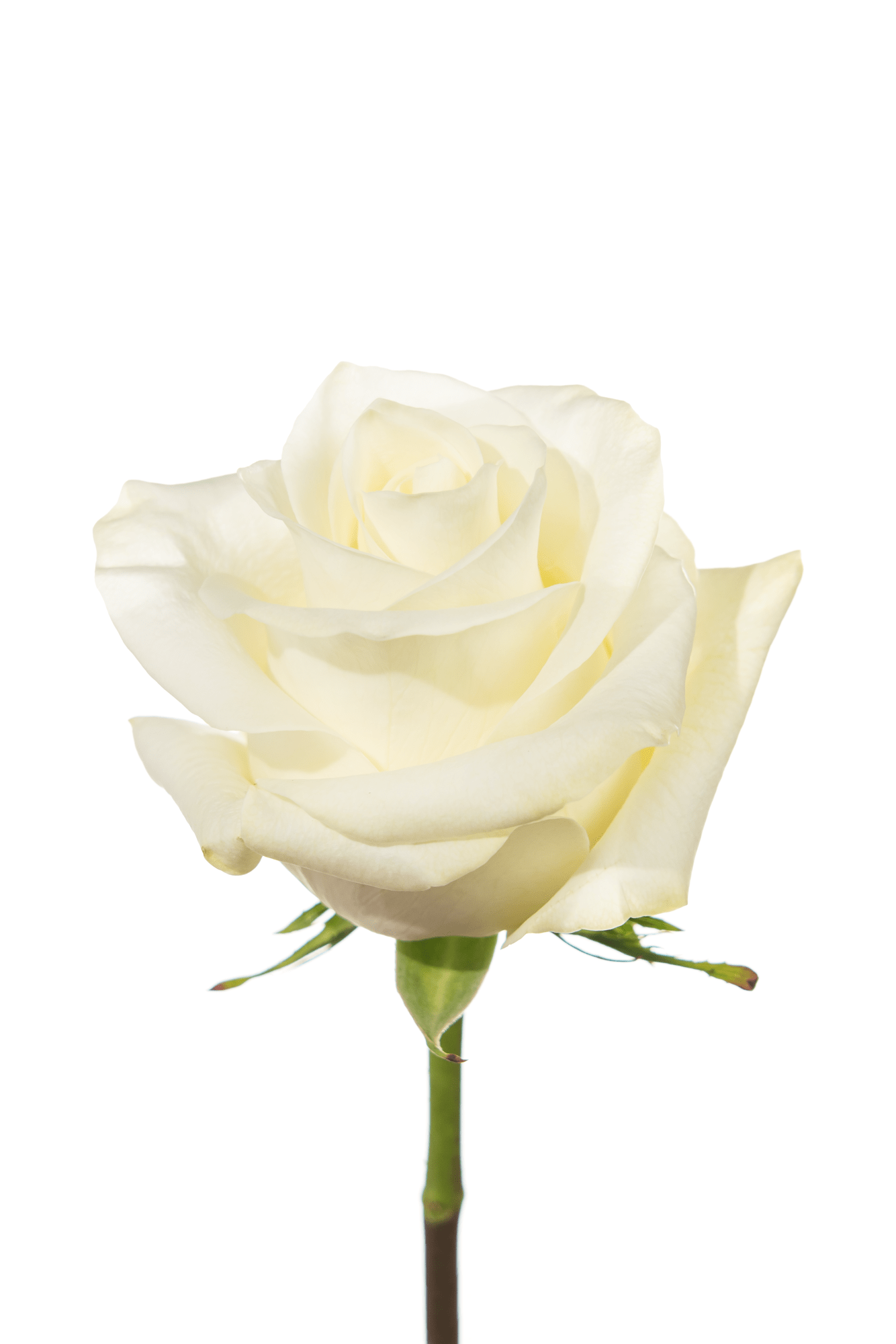 Rose White Polar Star Royal Flowers