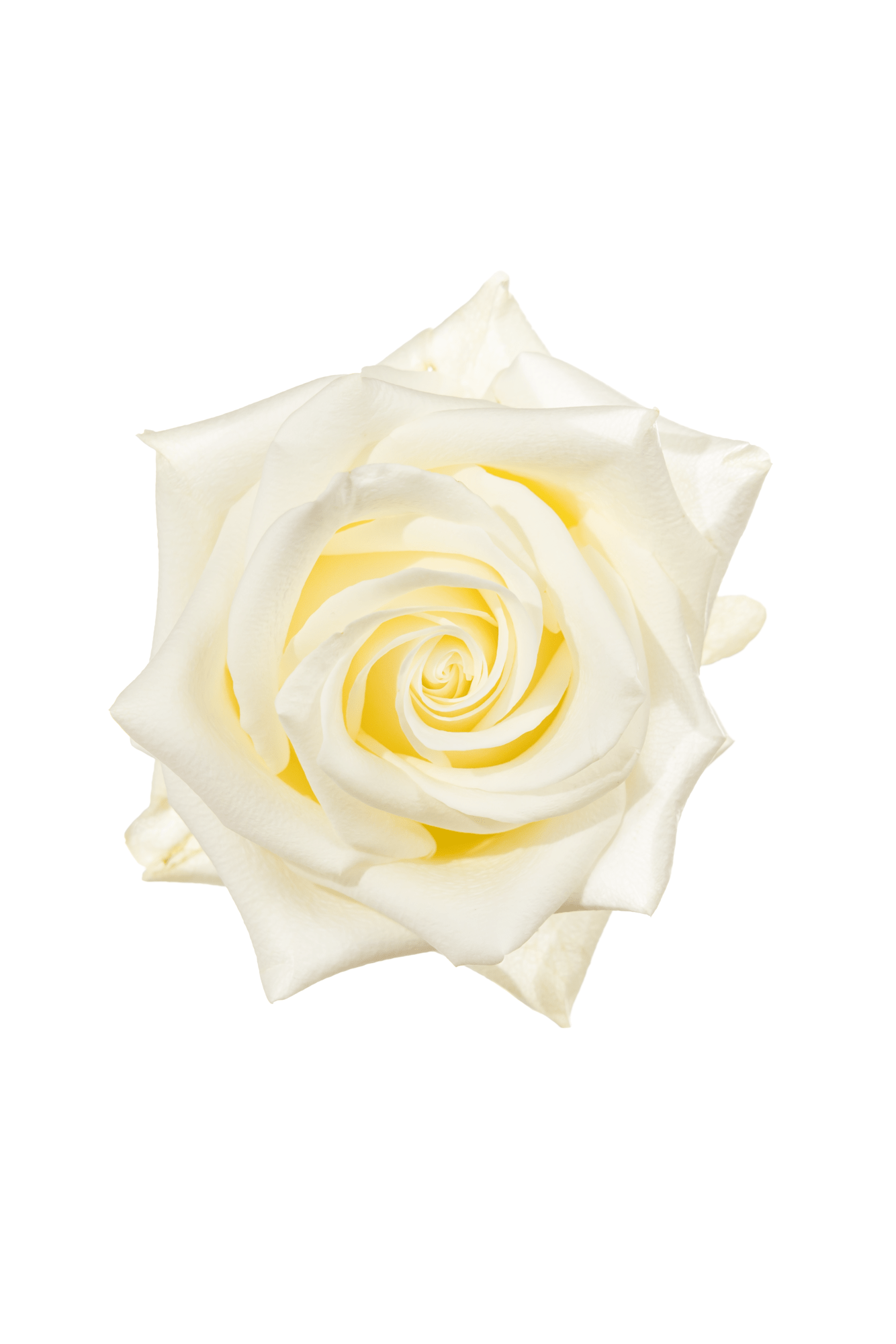 Rose White Polar Star Royal Flowers