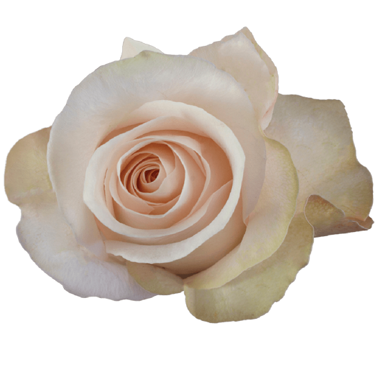 Impressive looking Ecuadorian roses