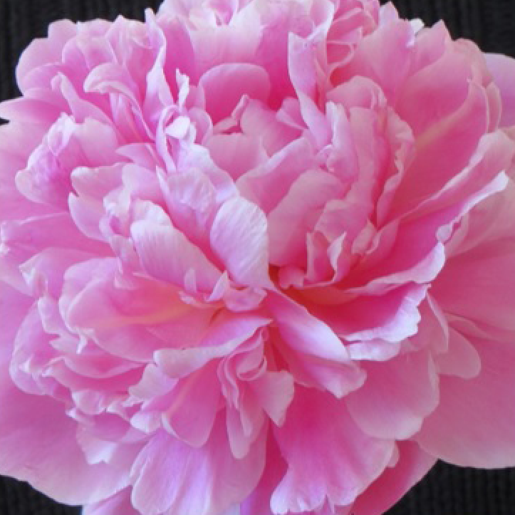 Stunning British Peonies