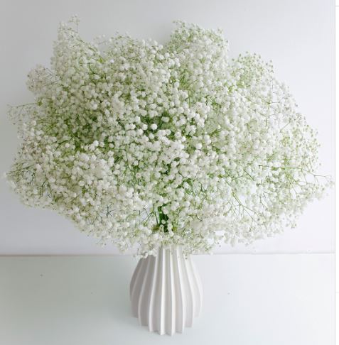 Gypsophelia White Xlence 30g Pyganflor
