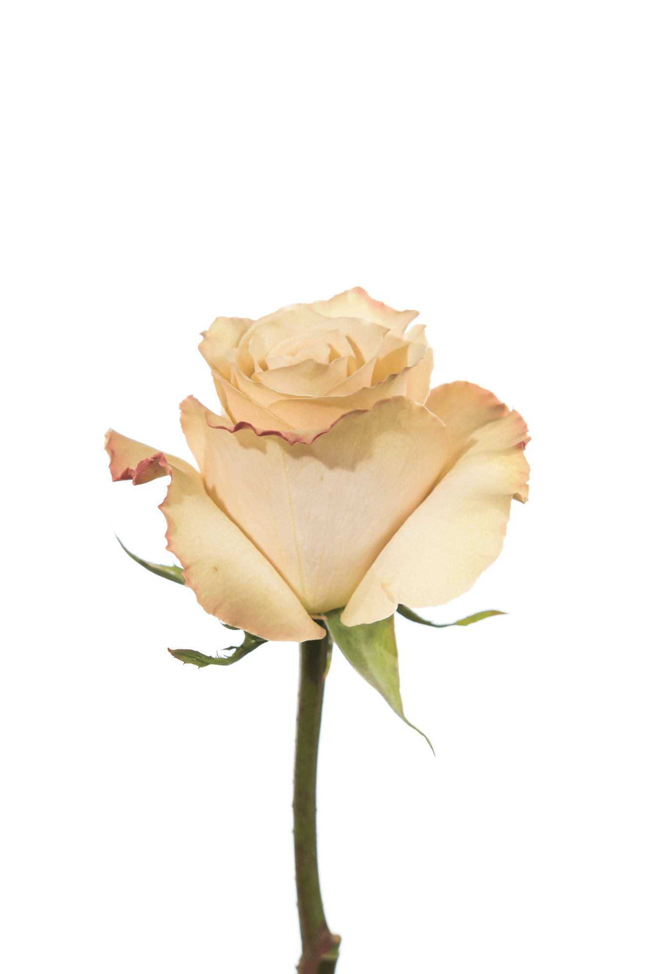 Rose Neutral Quicksand Royal Flowers