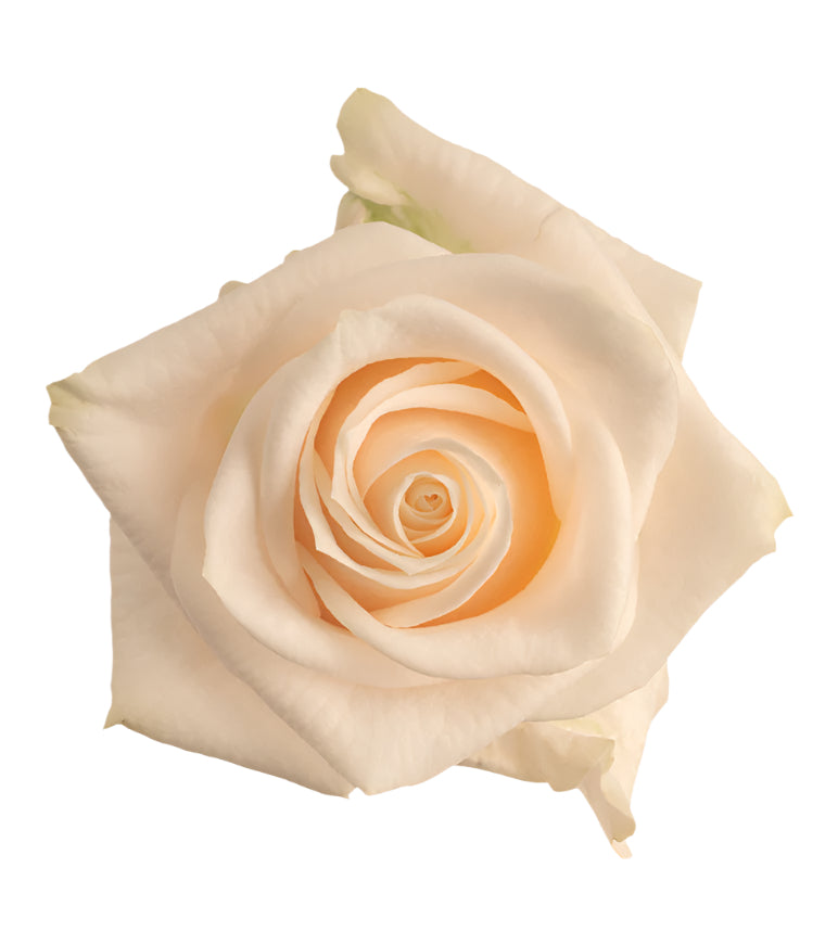 Impressive looking Colombian roses