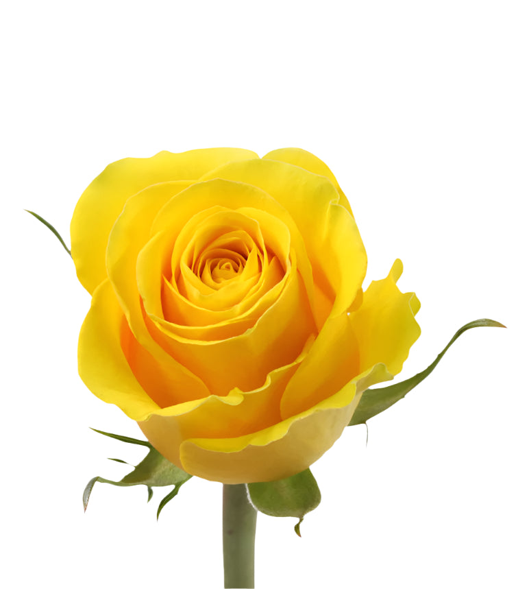 Impressive looking Colombian roses