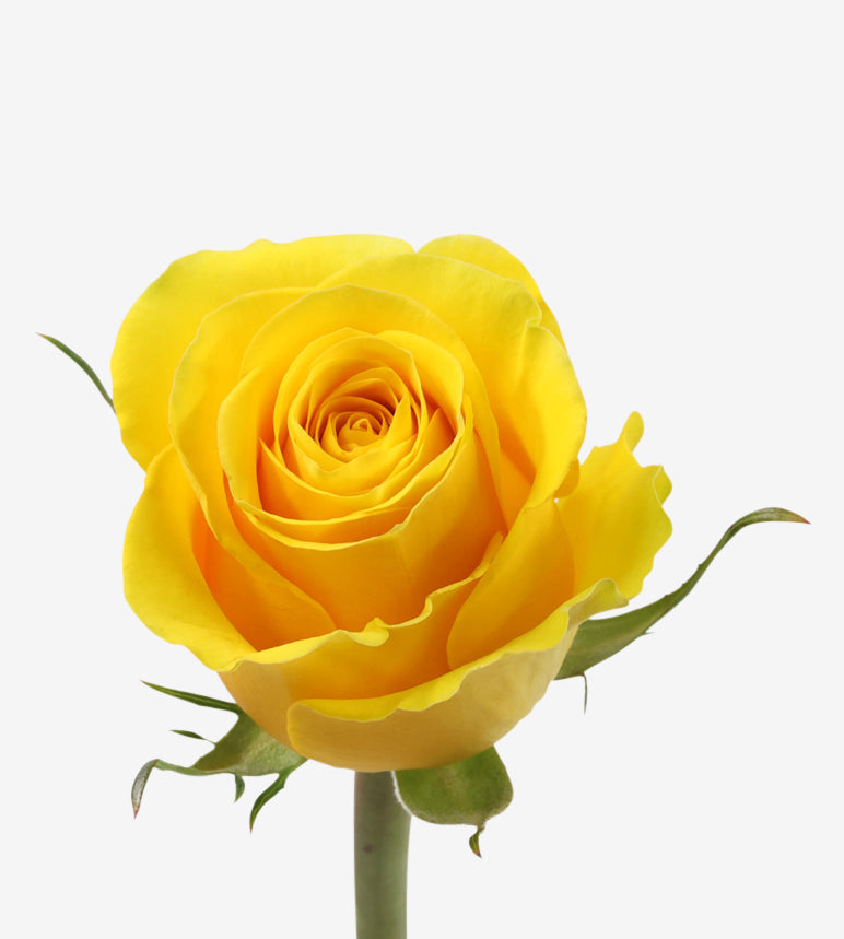 Rose Yellow Brighton Wayuu Colombia