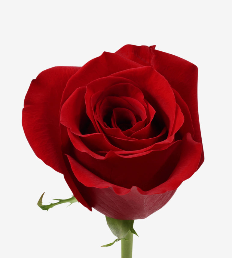 Rose Red Freedom Wayuu Colombia