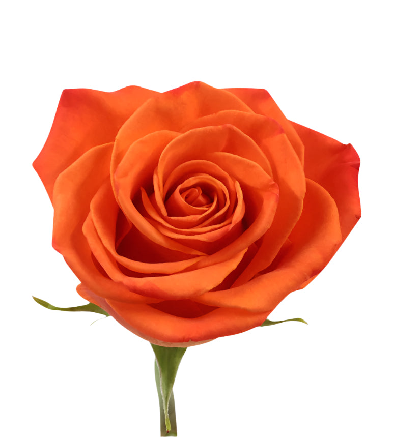 Impressive looking Colombian roses