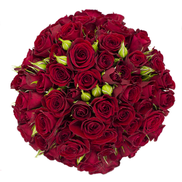 Outstanding Ecuadorian Spray Roses from a specialist Spray Rose farm